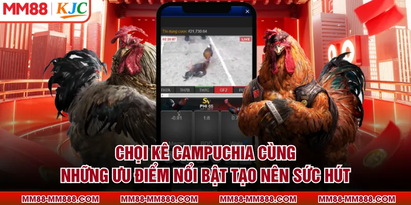 Chọi kê Campuchia cùng những ưu điểm nổi bật tạo nên sức hút